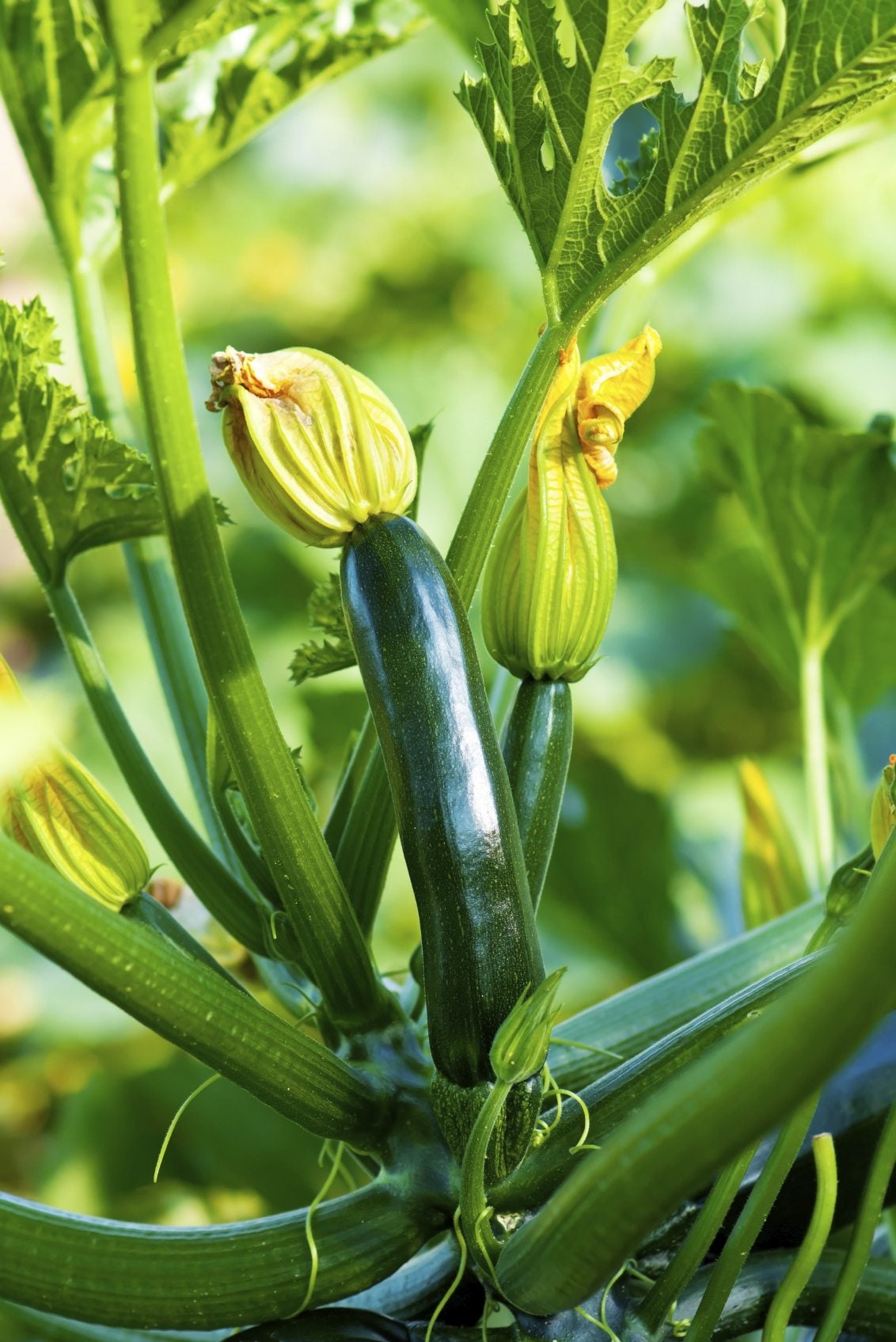 Squash