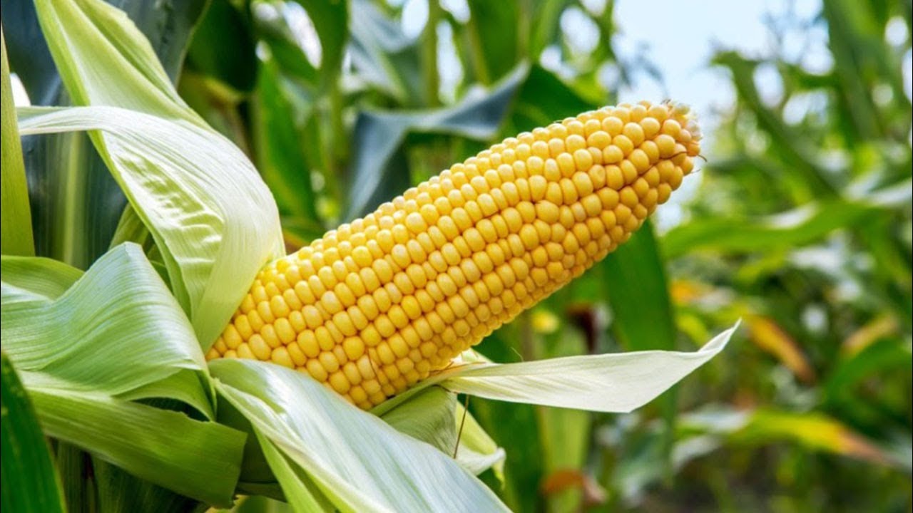 Corn