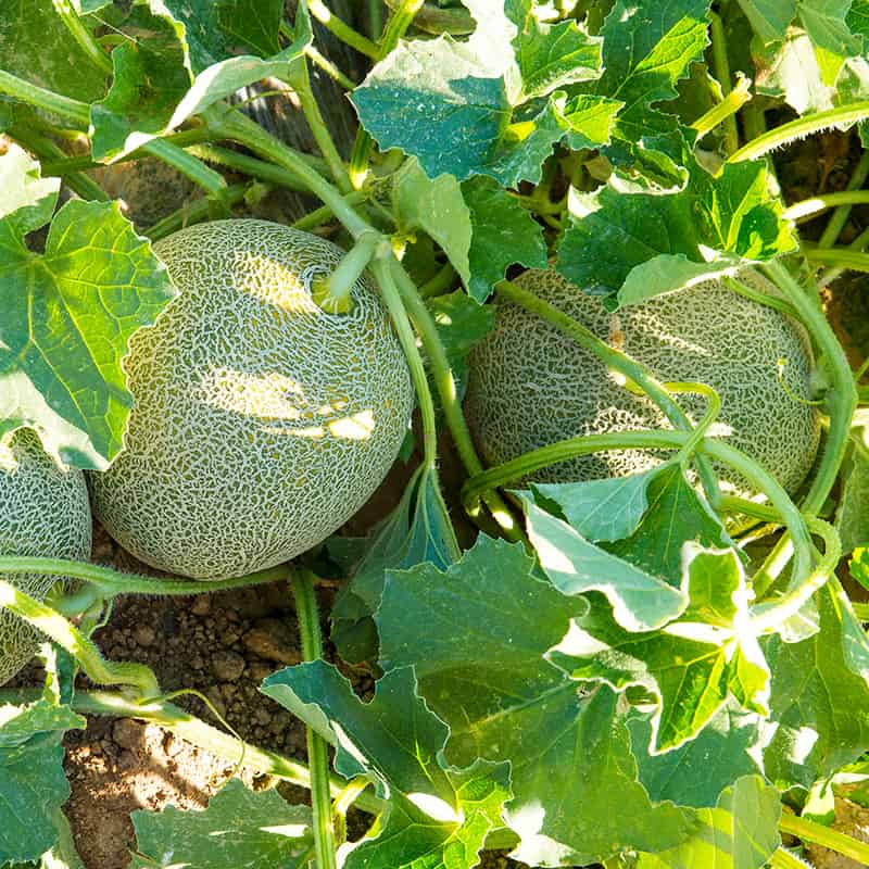 Melon