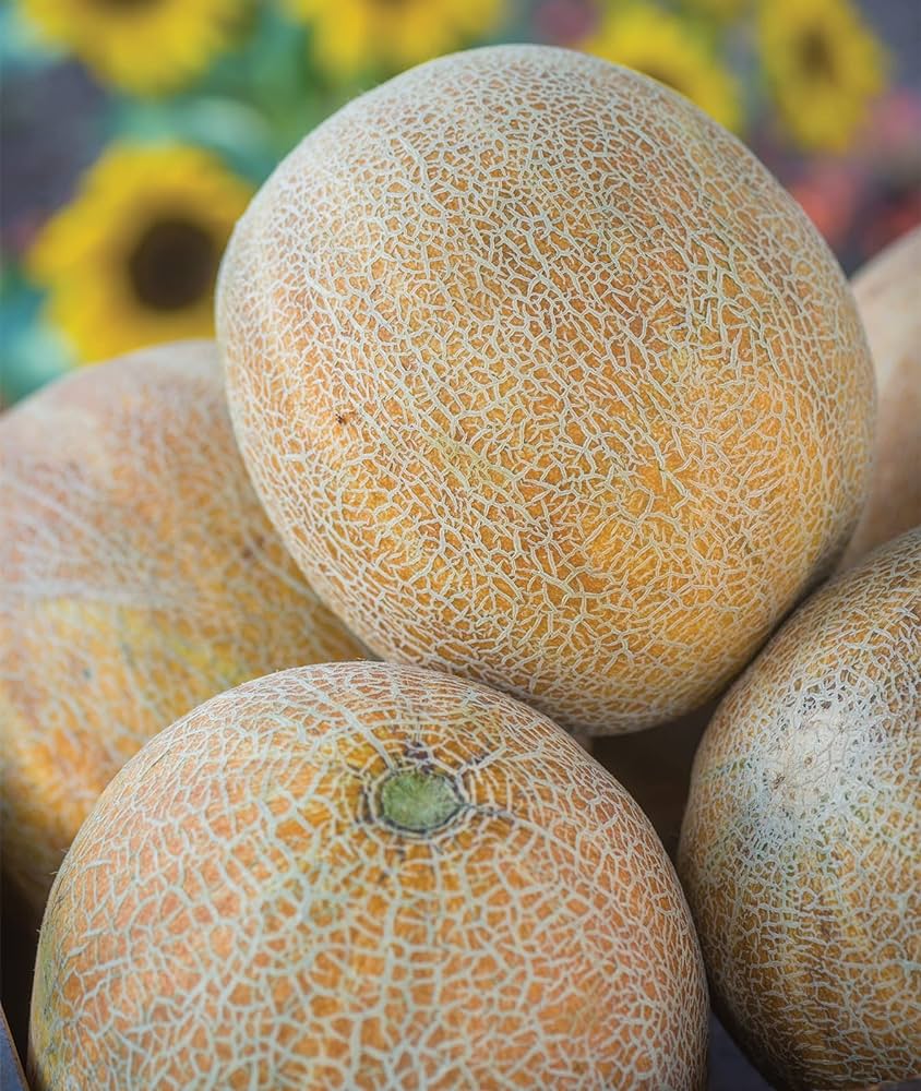 Cantaloupe