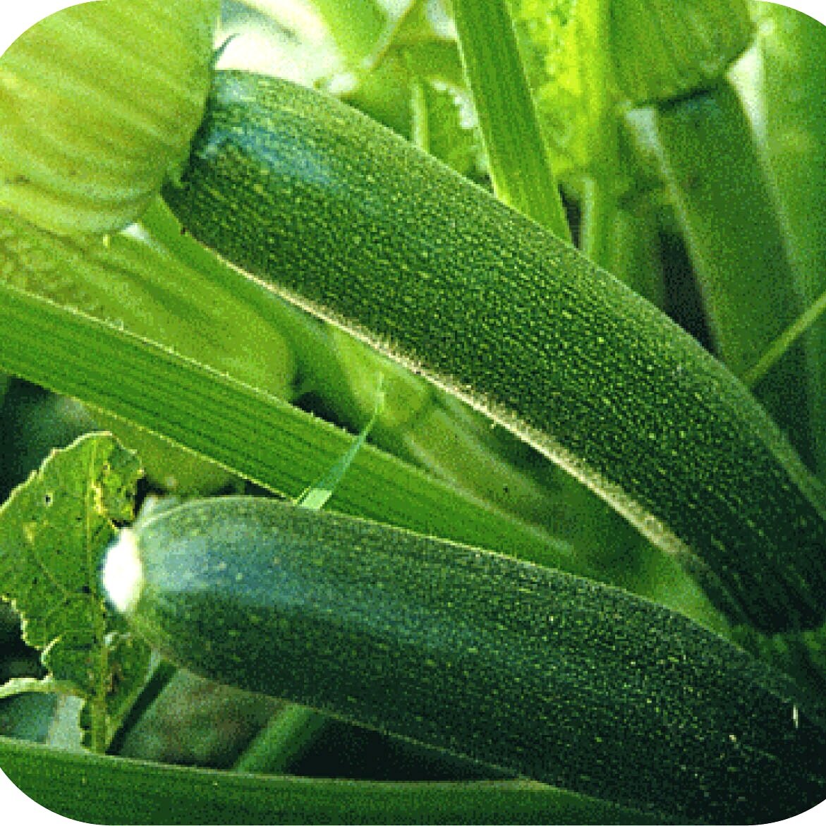 Cucumber