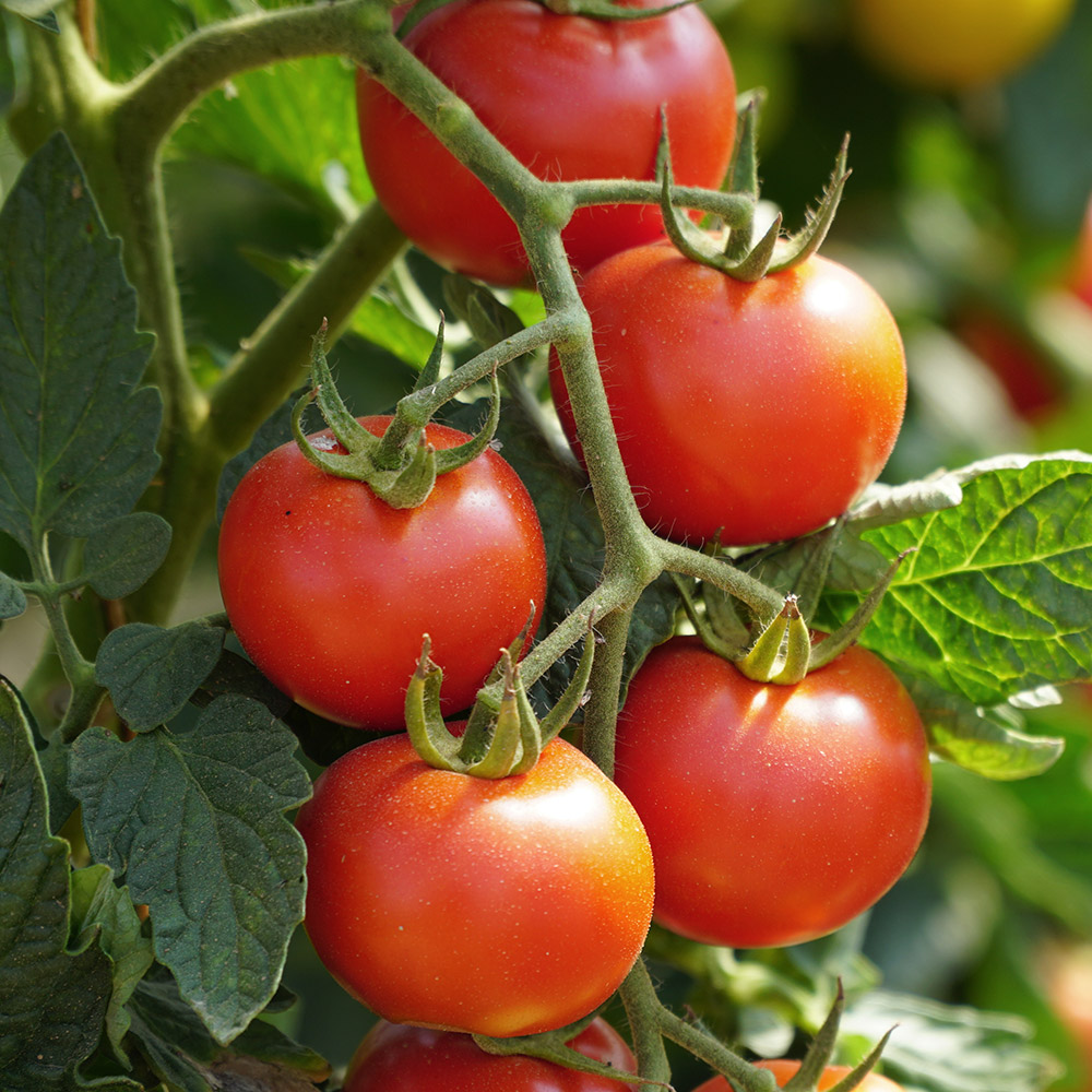 Tomato